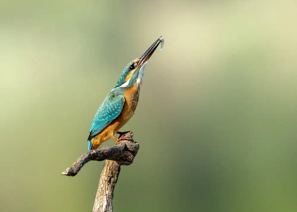 Amer, Eyal: Beautiful kingfisher