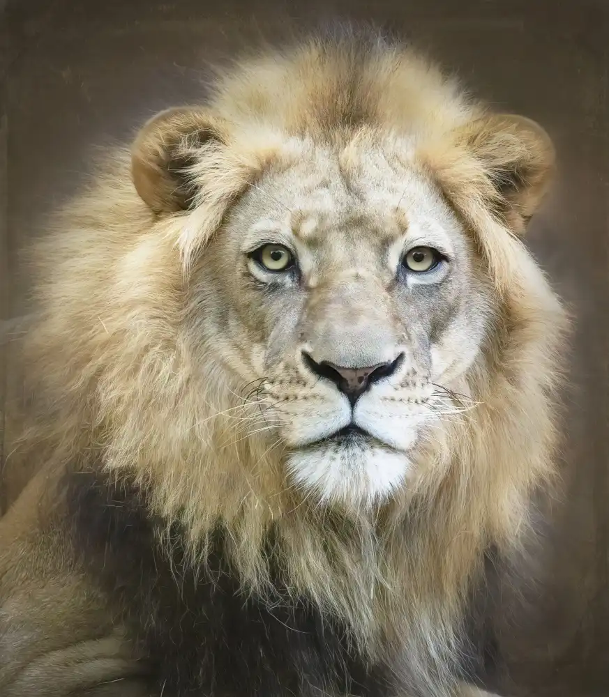 Lester, D Linda: Portrait d'un jeune lion mâle