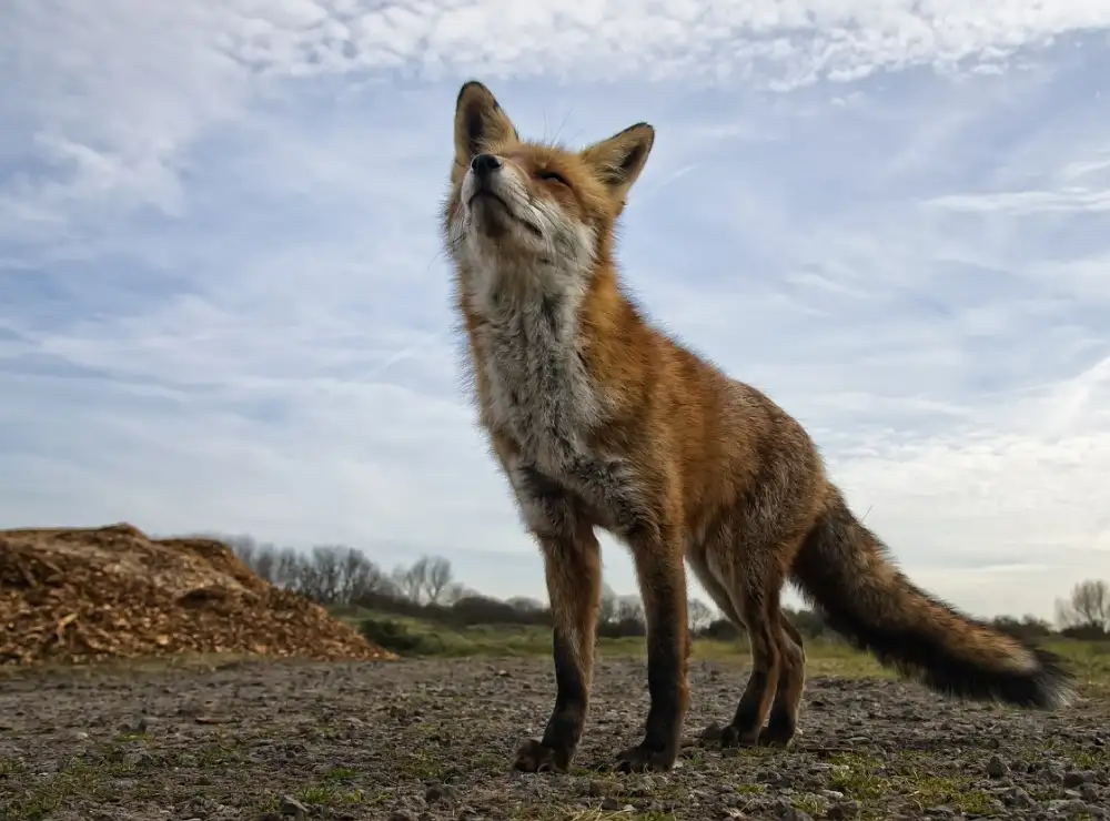 Bosch, den Gert: Zvědavý Fox