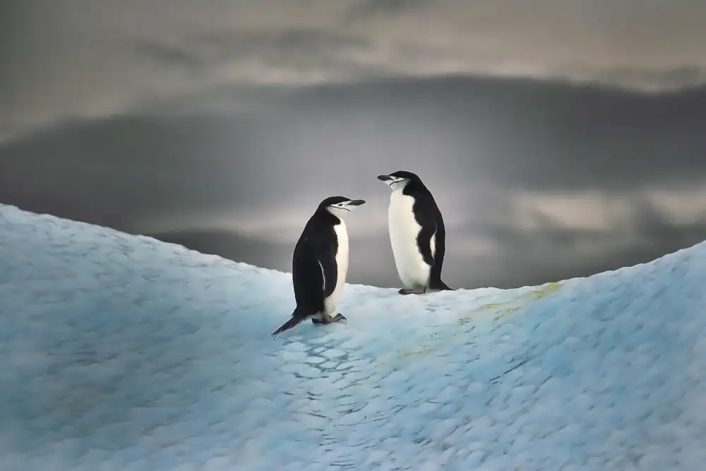 Golani, Aharon: Couple on ice
