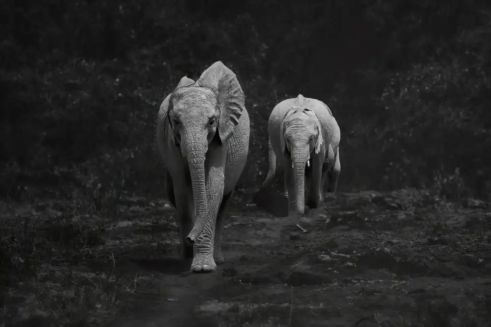 Wei, and Siyu: Joyeux éléphants