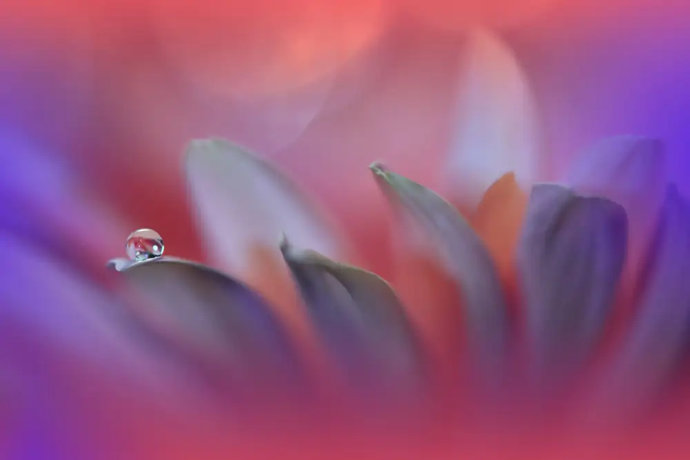 Nan, Juliana: Blossoming Heart..