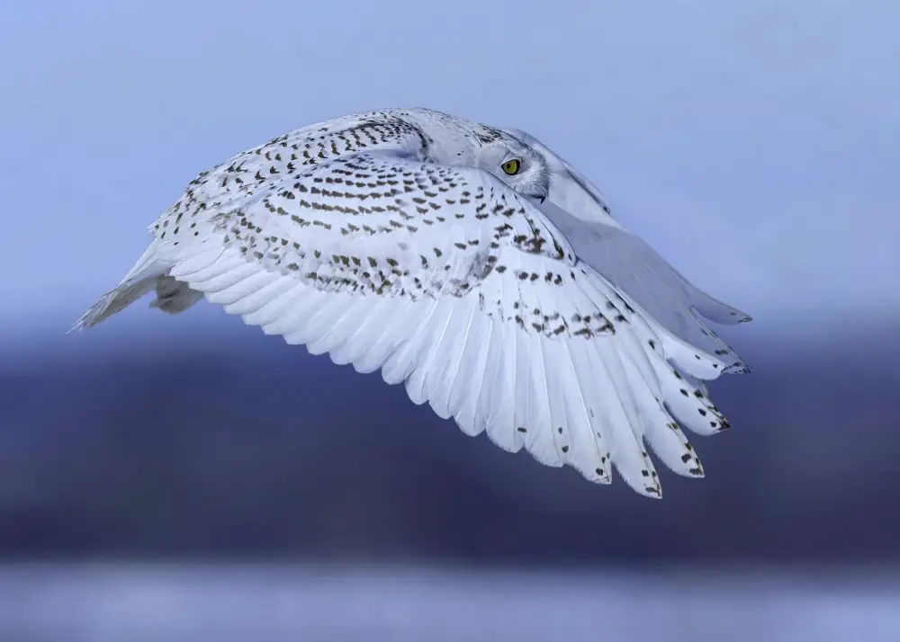 Gu, Zeren: soaring