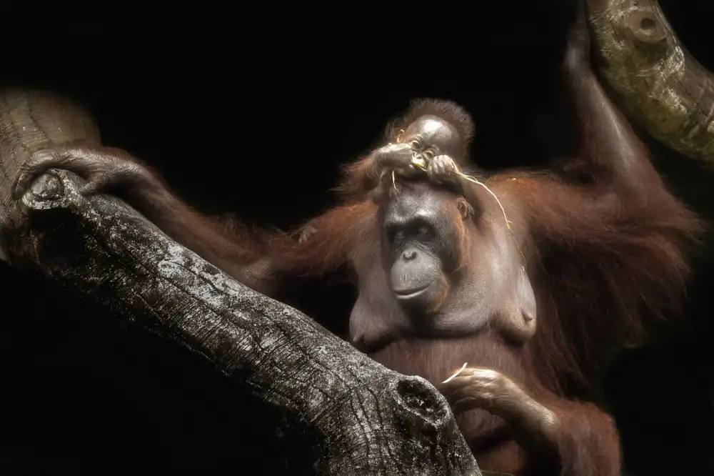 Widjaja, Sally: Süßes Baby