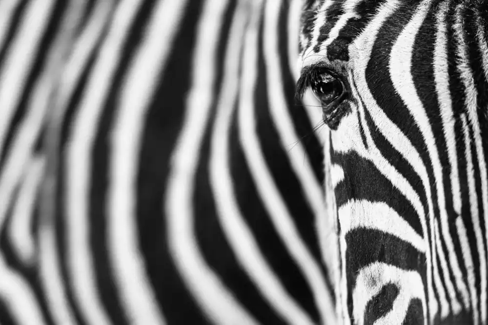 Guijt, Richard: Zebra stripes