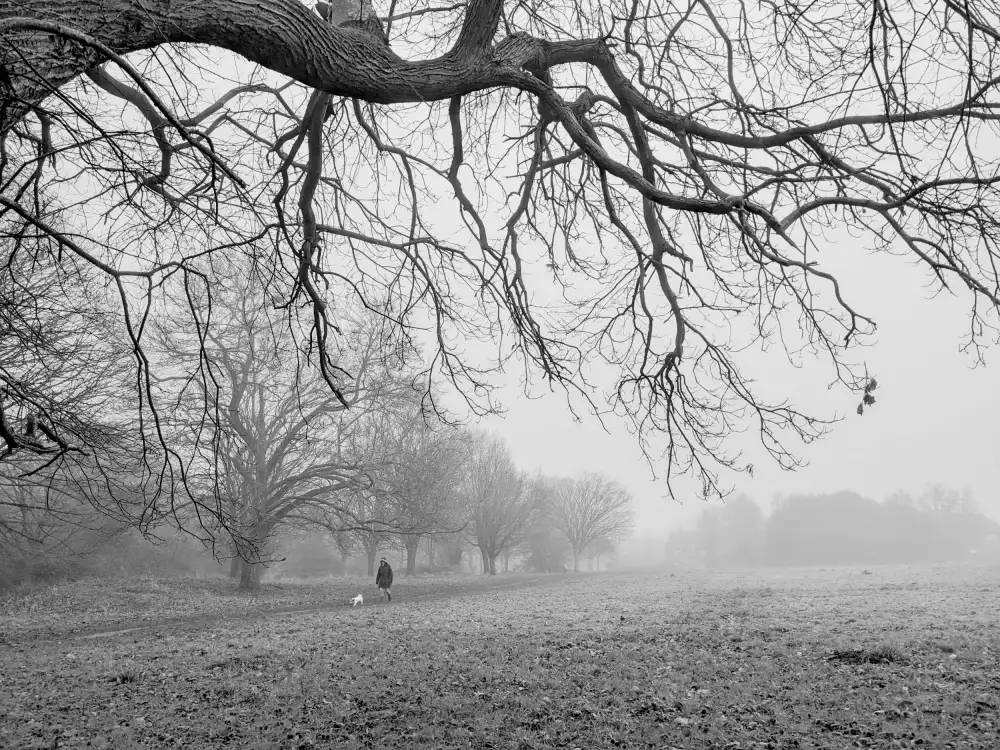 Allen, Elizabeth: Feld und Wald im Nebel