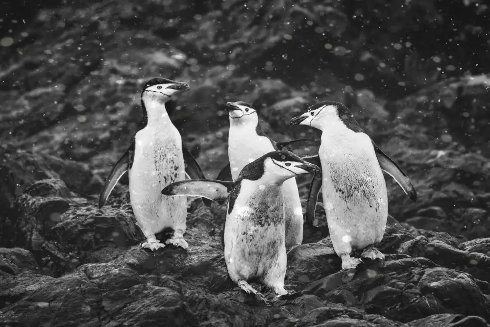 Wei, and Siyu: Heureux pingouins dans la neige abondante