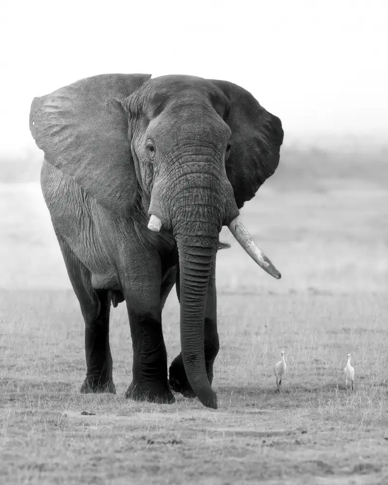 Wei, and Siyu: Un éléphant avec une dent cassée