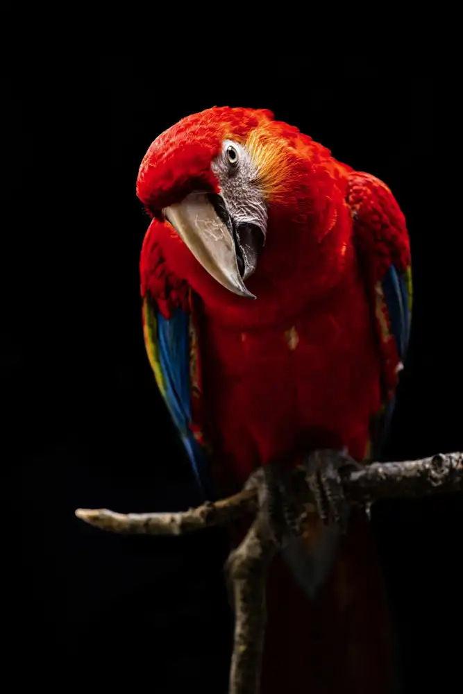 Halil, Andi: Portrait of Scarlet Macaw