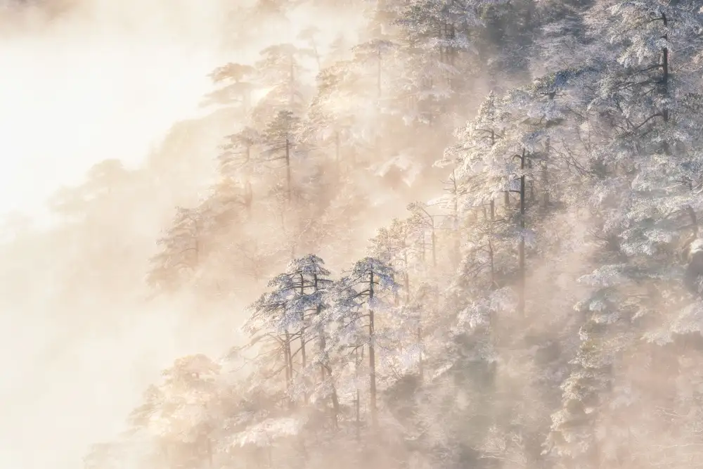 Cui, Yuan: Pinus taiwanensis v oblacích.