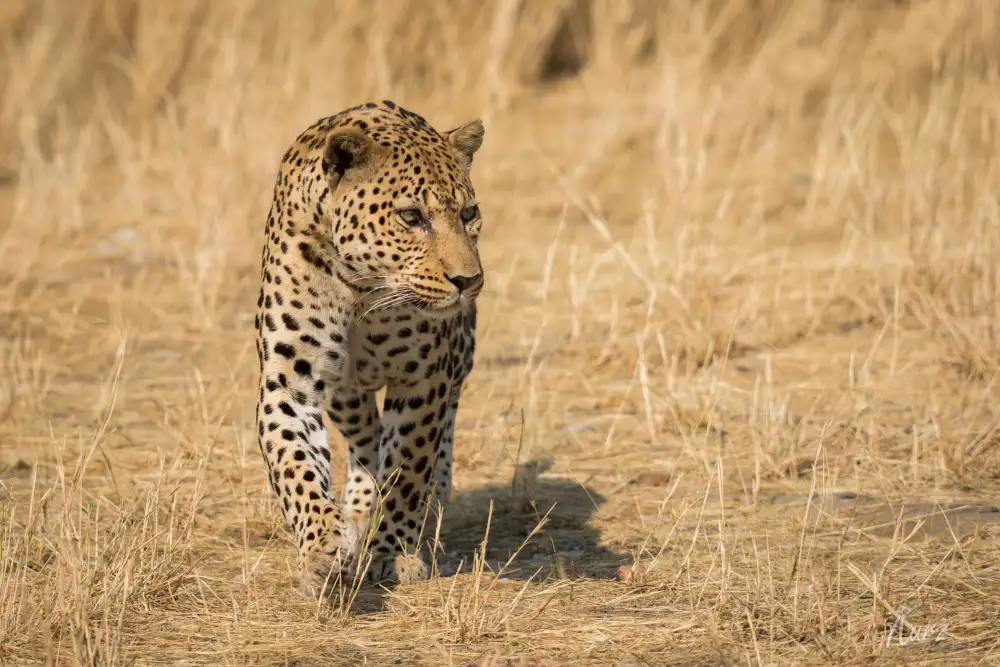 Kurz, Christian: Leopard
