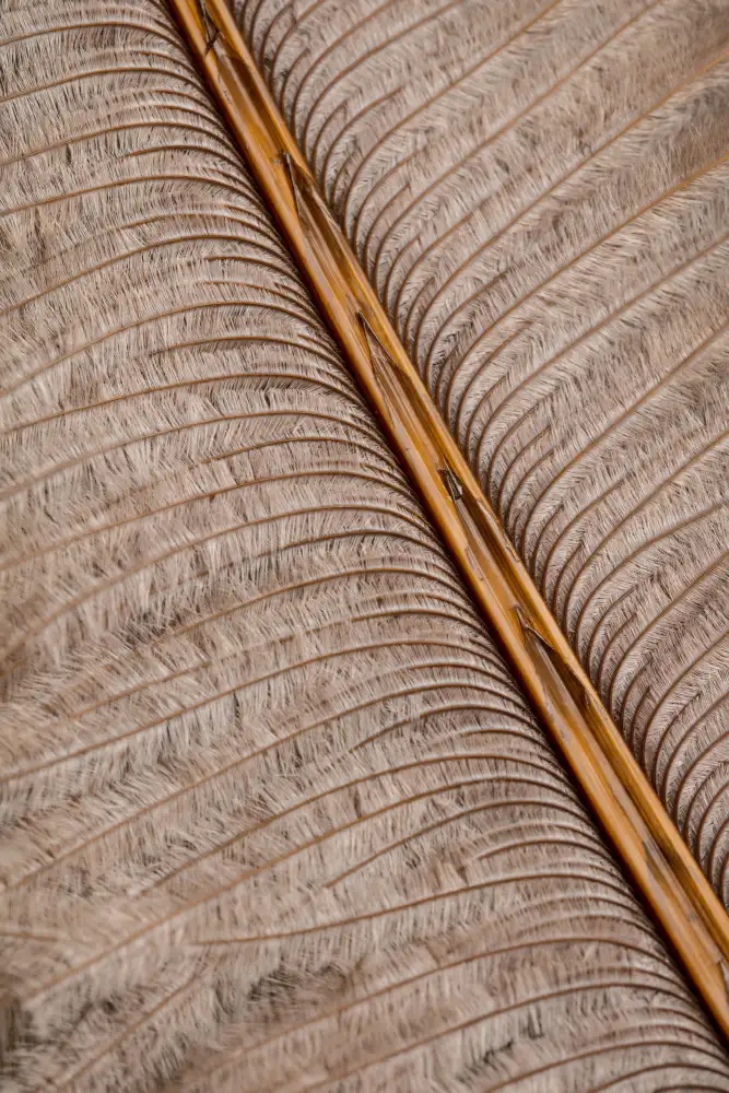 Studio, Pictufy: Feather_007