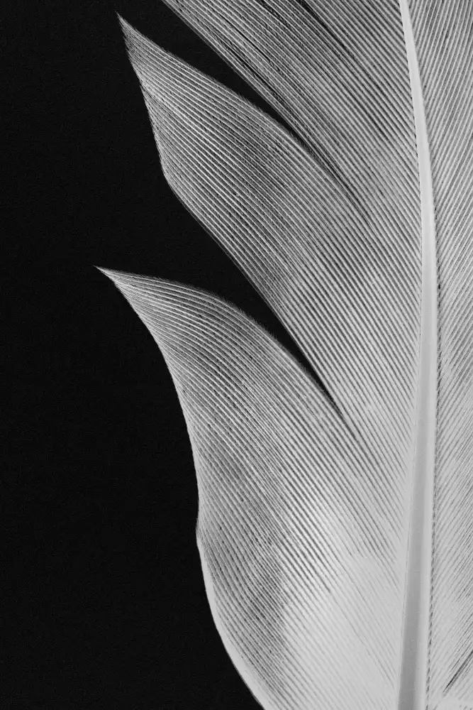 Studio, Pictufy: Piuma_005