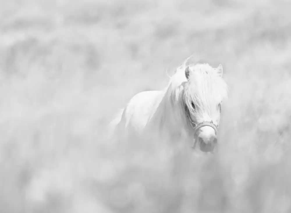 Paritskiy, Oles: cavallo bianco