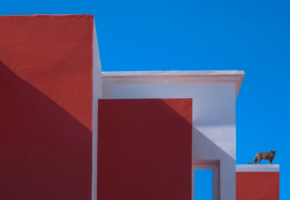 Engström, Erik: Cat on the roof