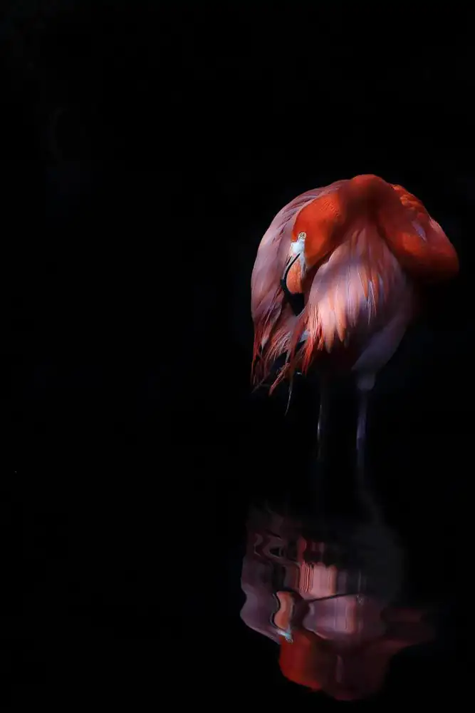 Tedoldi, Paola: Fenicottero Rosso