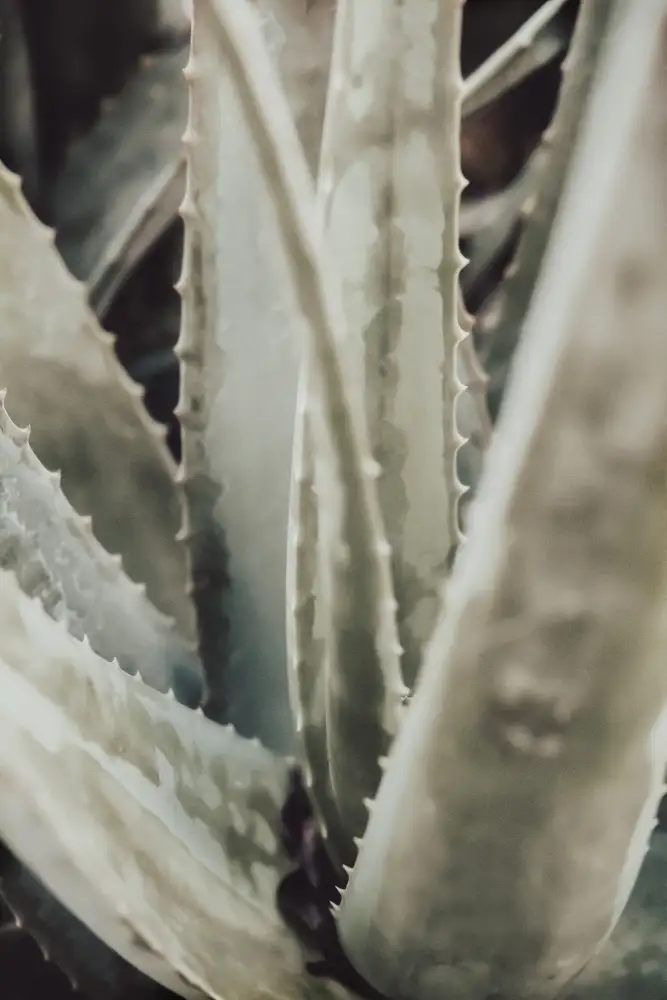 Studio, Pictufy: Aloe_001
