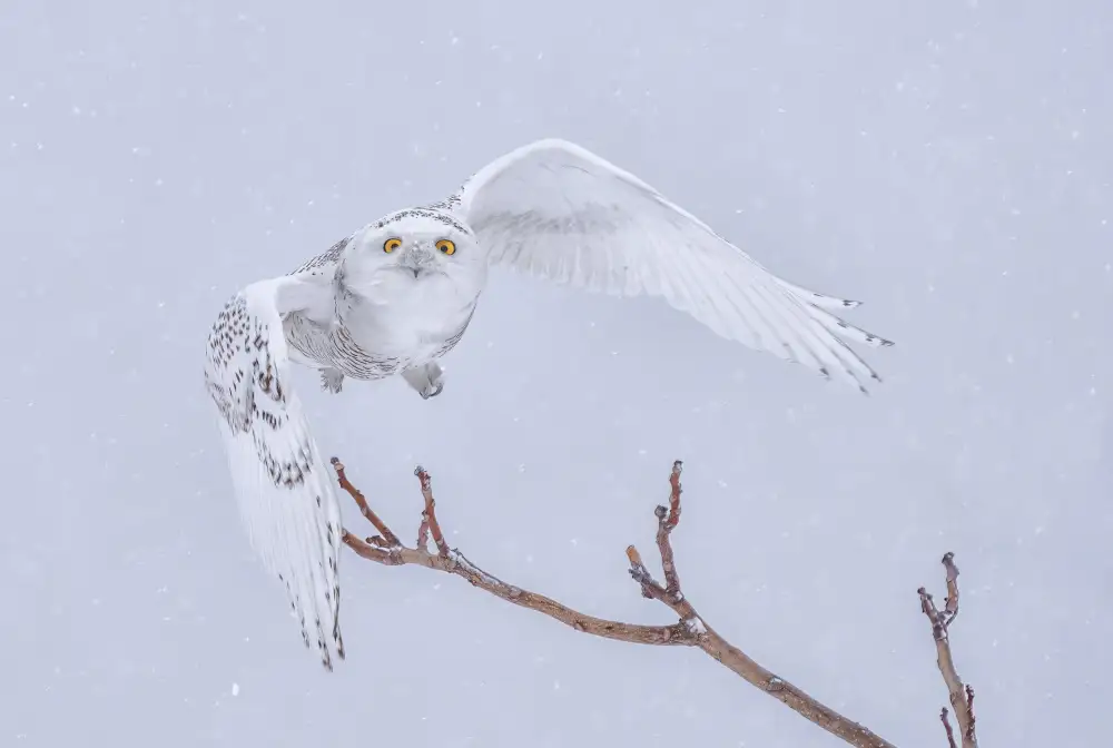 Huang, Tao: Snowy