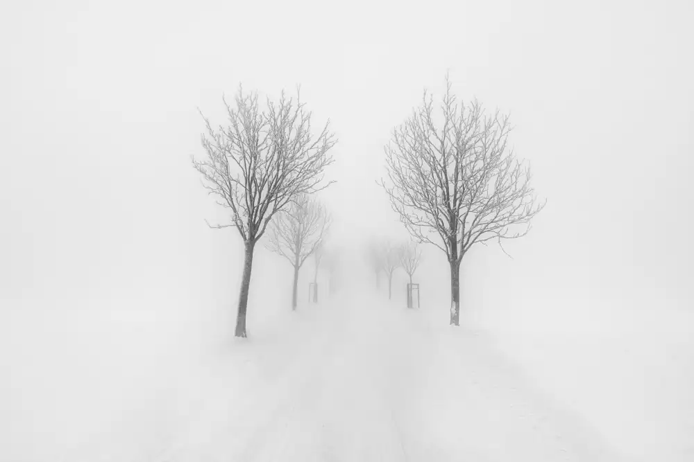 Morávek, Martin: Alberi nella nebbia