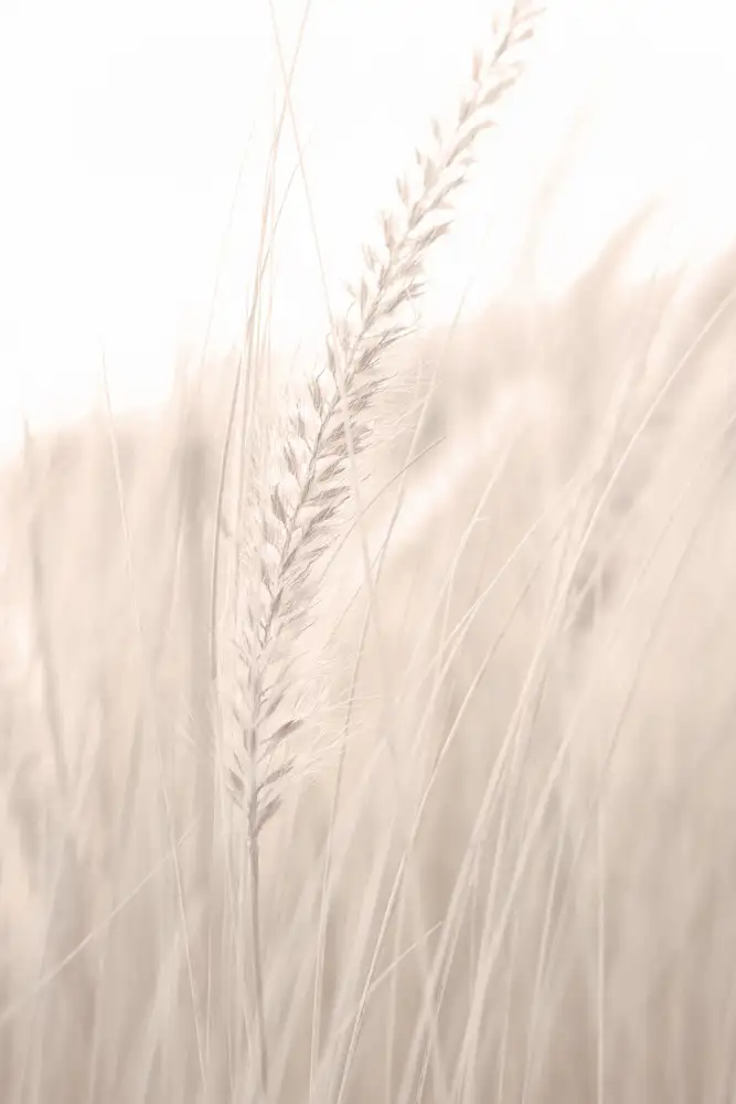Studio, Pictufy: Grass_001