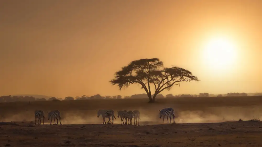 Joanaduenas: African scenes 7R44049