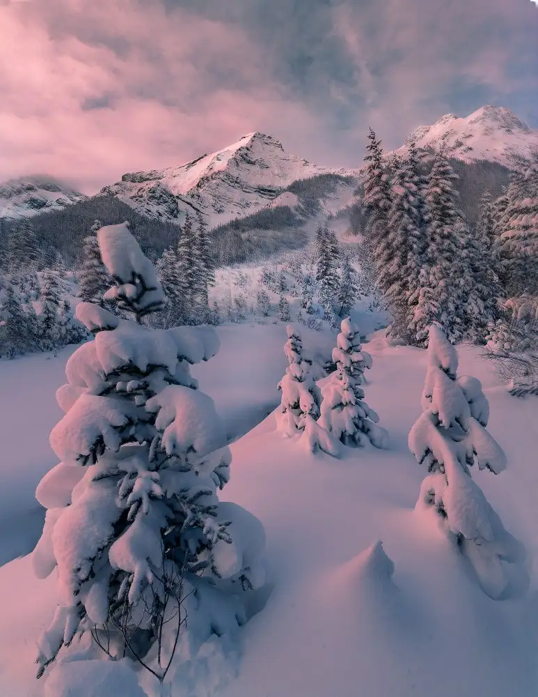 Tao, Liwen: snowy winter