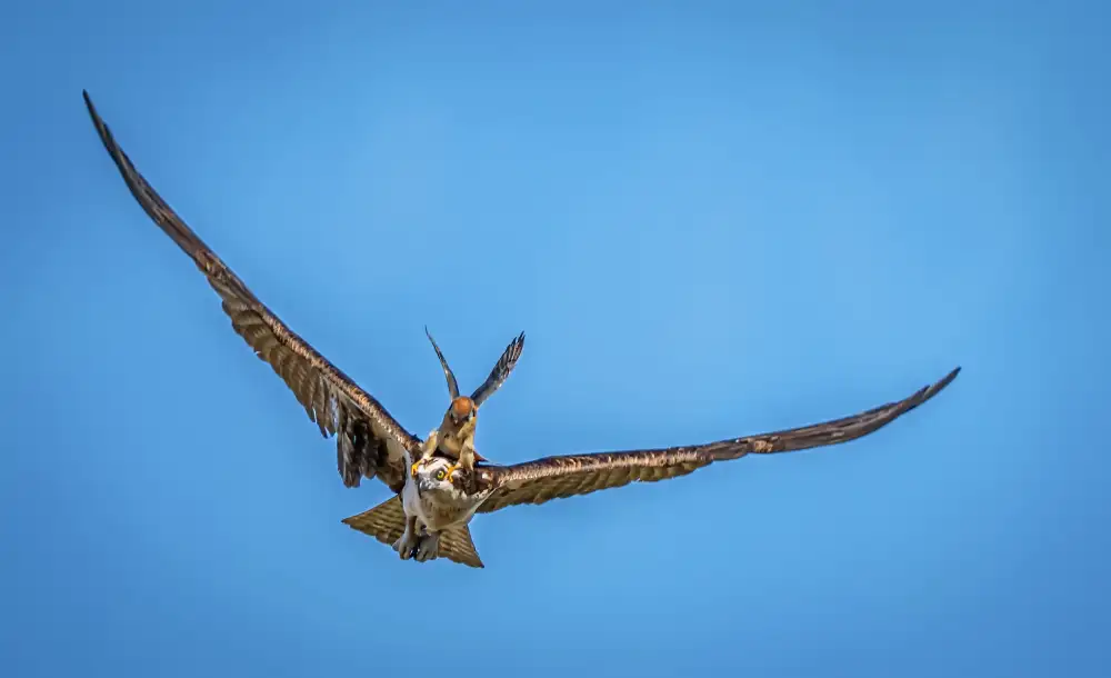 Lin, Ning: Gheppio che attacca il falco pescatore