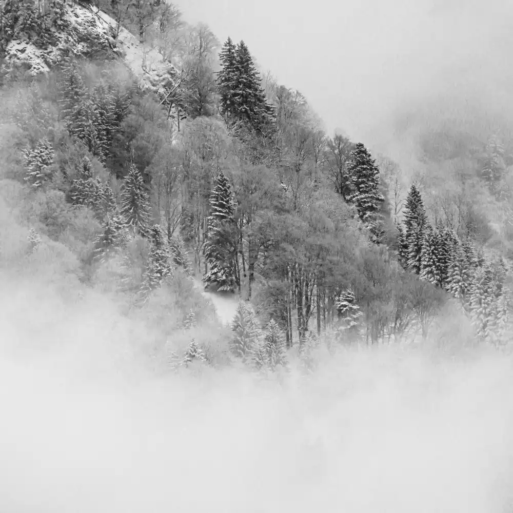 Wasinger, Renate: the foggy mountain
