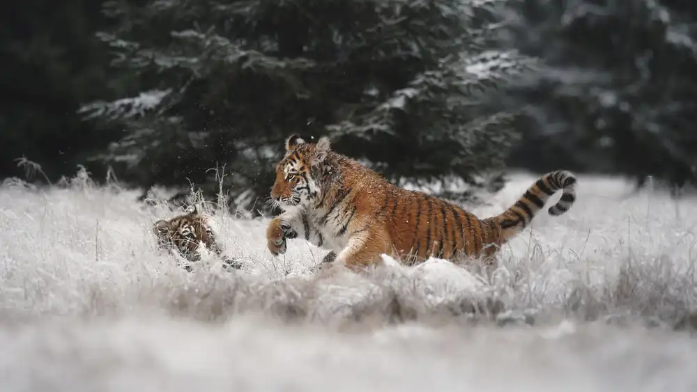 Firešová, Michaela: Joy on the snow