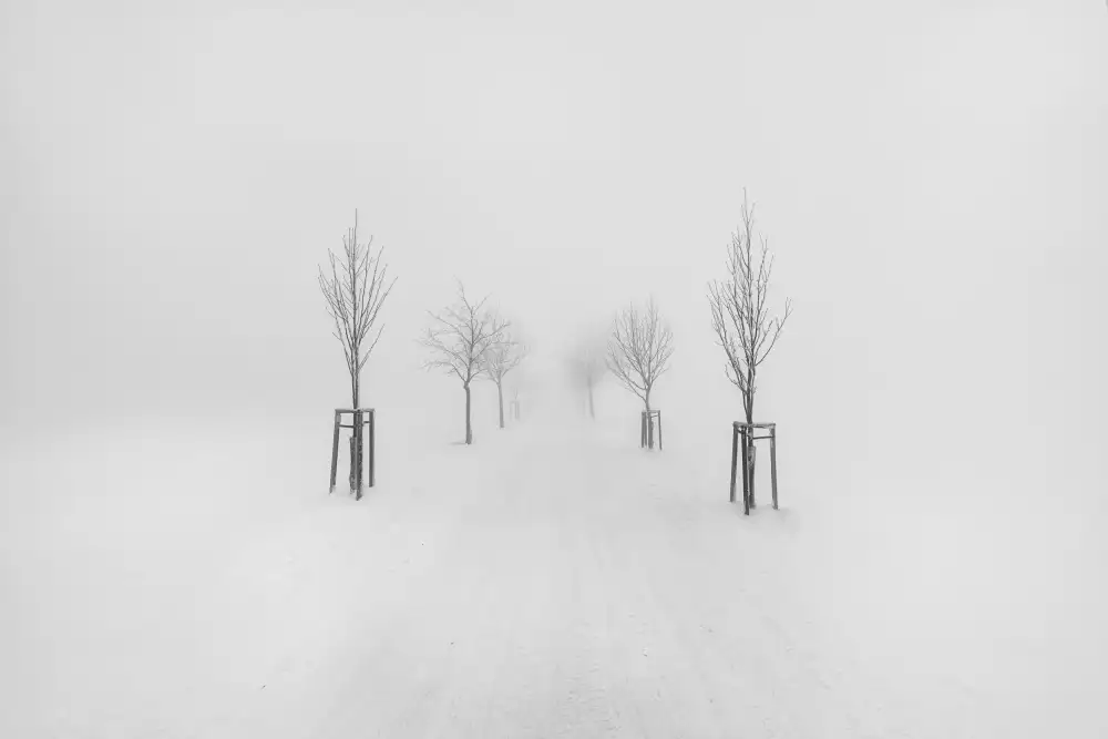 Morávek, Martin: Alberi nella nebbia #3