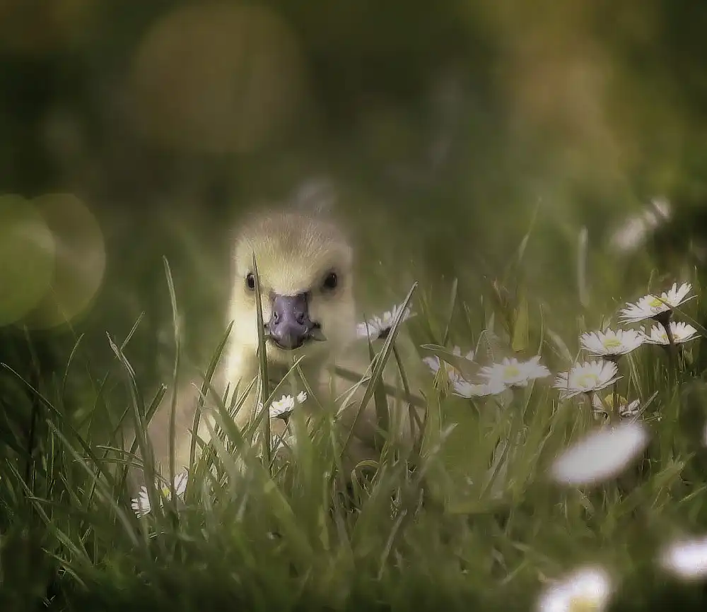 Cseresnjes, Anna: junge Gans