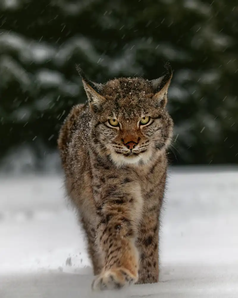 Firešová, Michaela: Meet the lynx