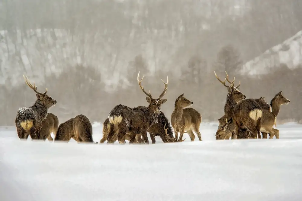 Golani, Aharon: Hokkaido Winter