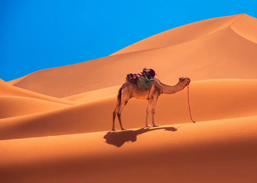 Prybinski, Miroslaw: Camello solitario en el desierto