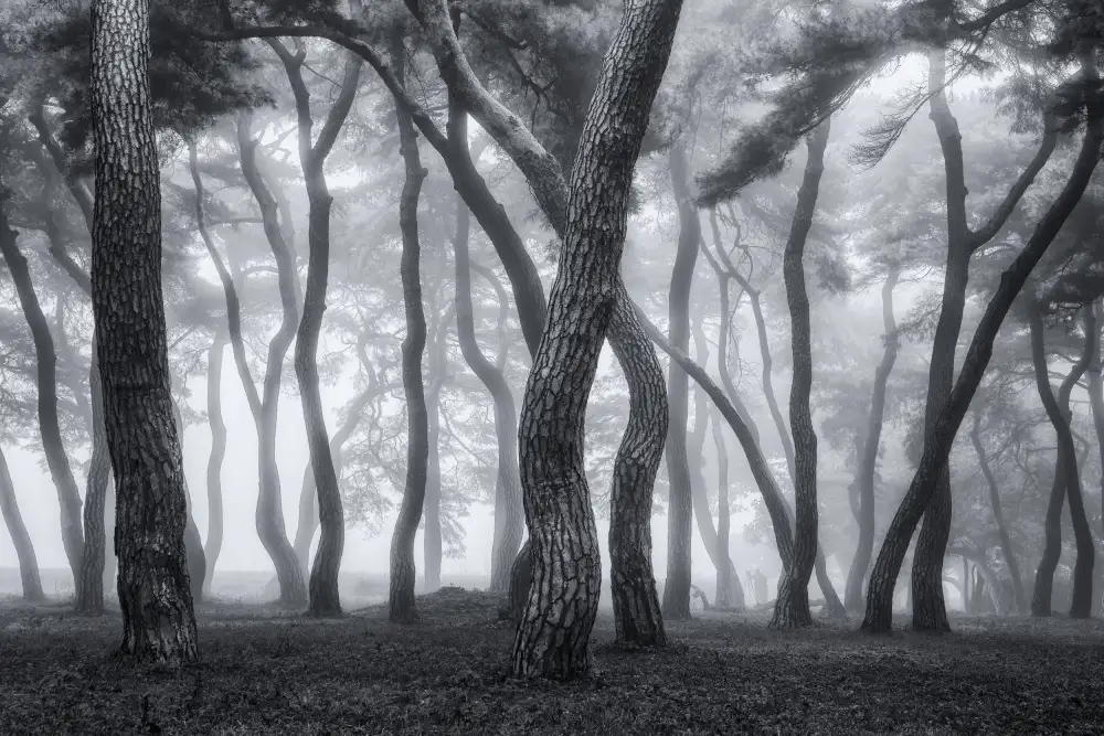 Seo, Tiger: Foggy morning II