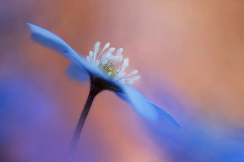 Sjögren, Ylva: En blommas ljuvighet.