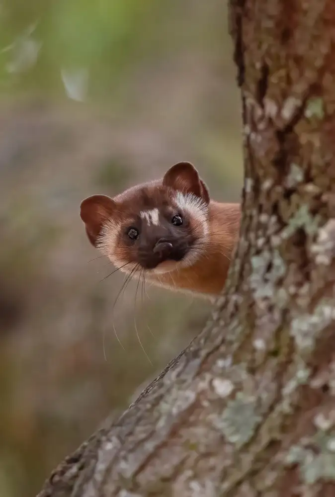 Huang, Johnson: Long tailed weasel