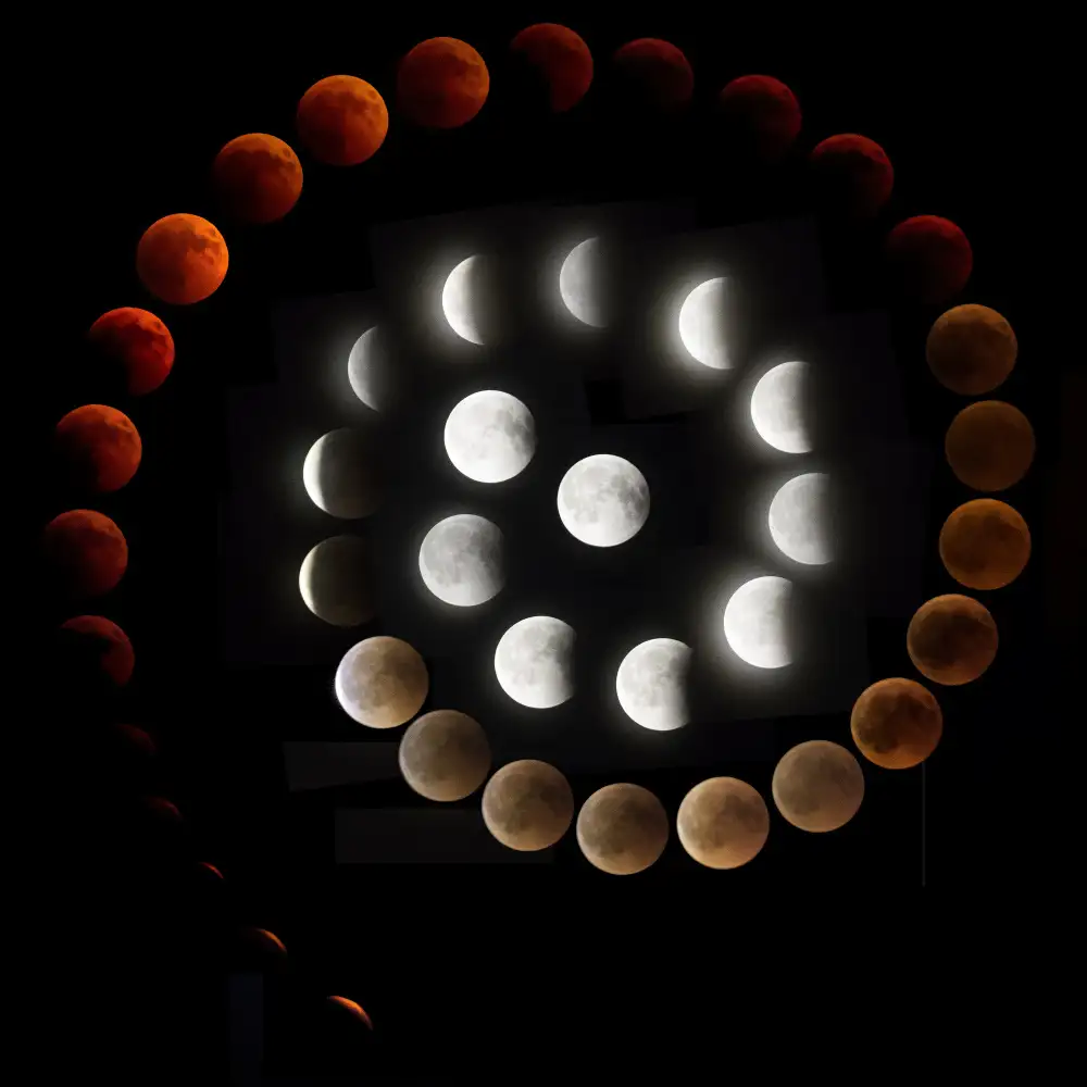 Lionse, Art: eclipse de caracol