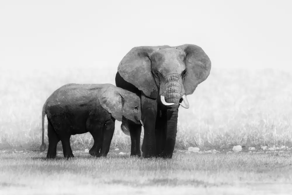 Wei, and Siyu: Mère et petit éléphants