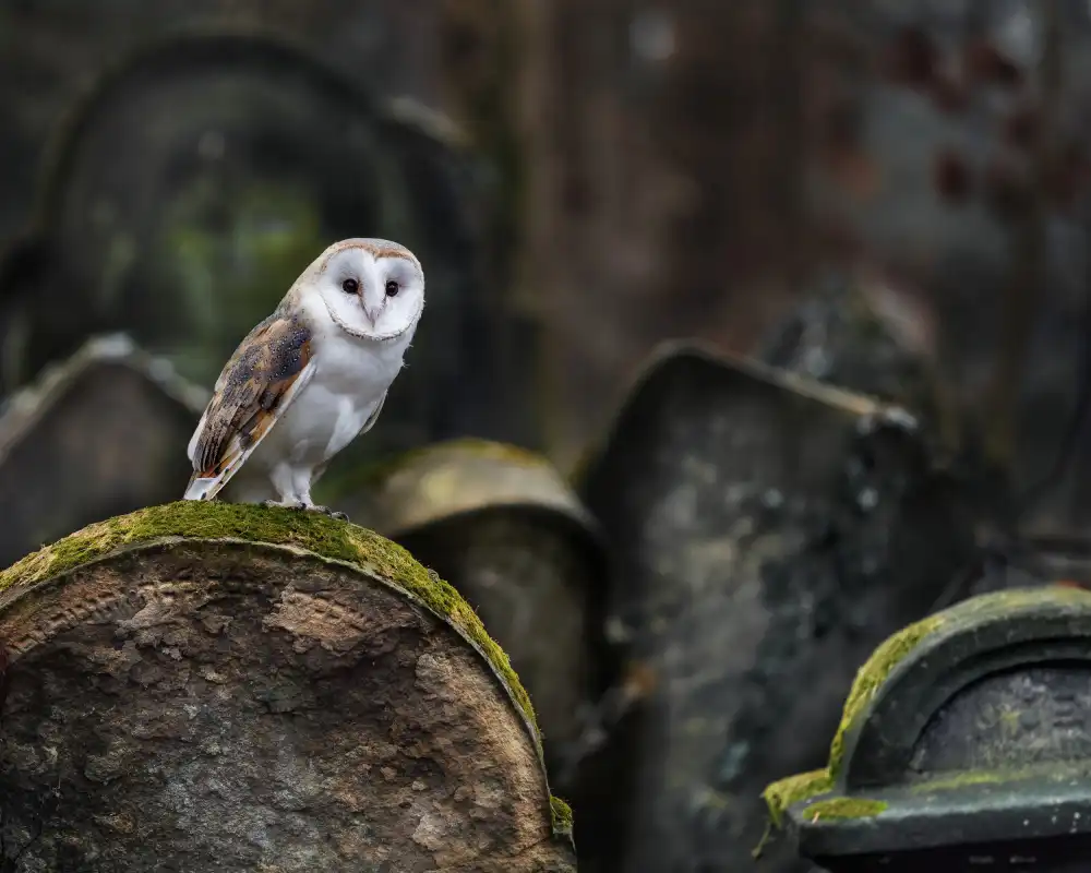 Firešová, Michaela: Owl at cemetery
