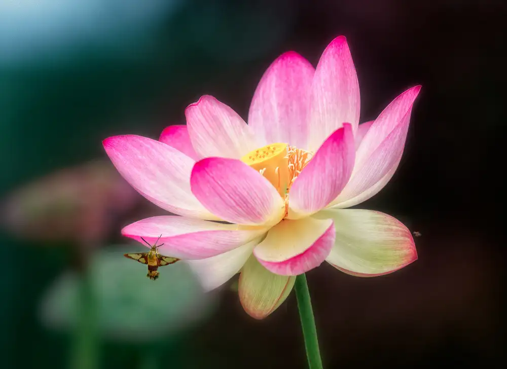 Lu, Ling: The Lotus
