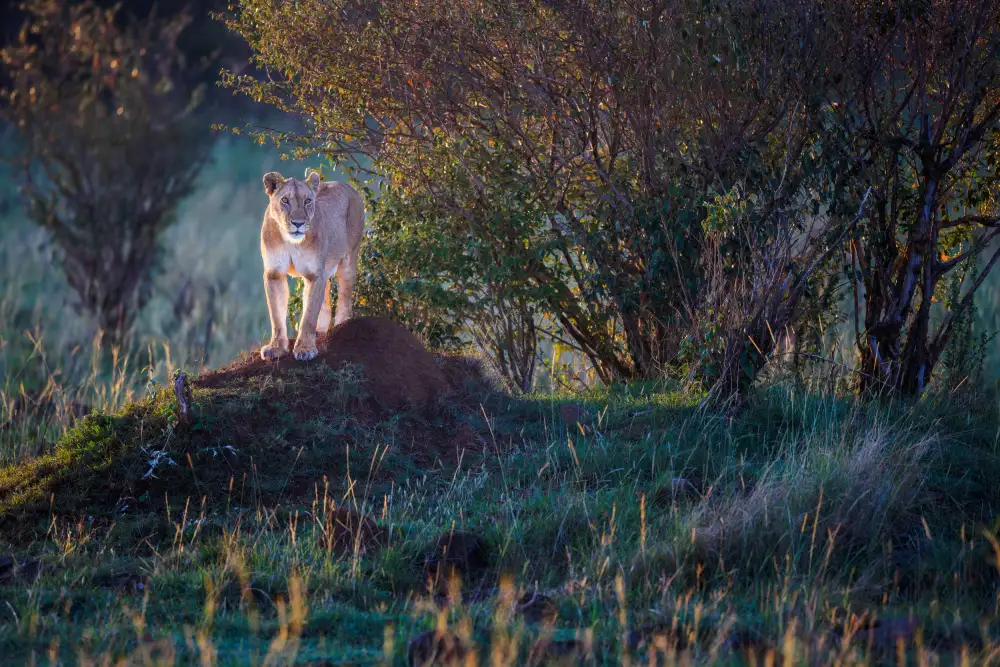 ALnomas, Faisal: watching cubs