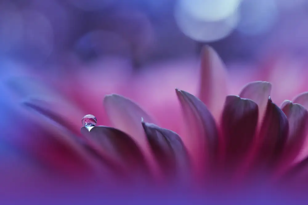 Nan, Juliana: Blossoming Heart...II