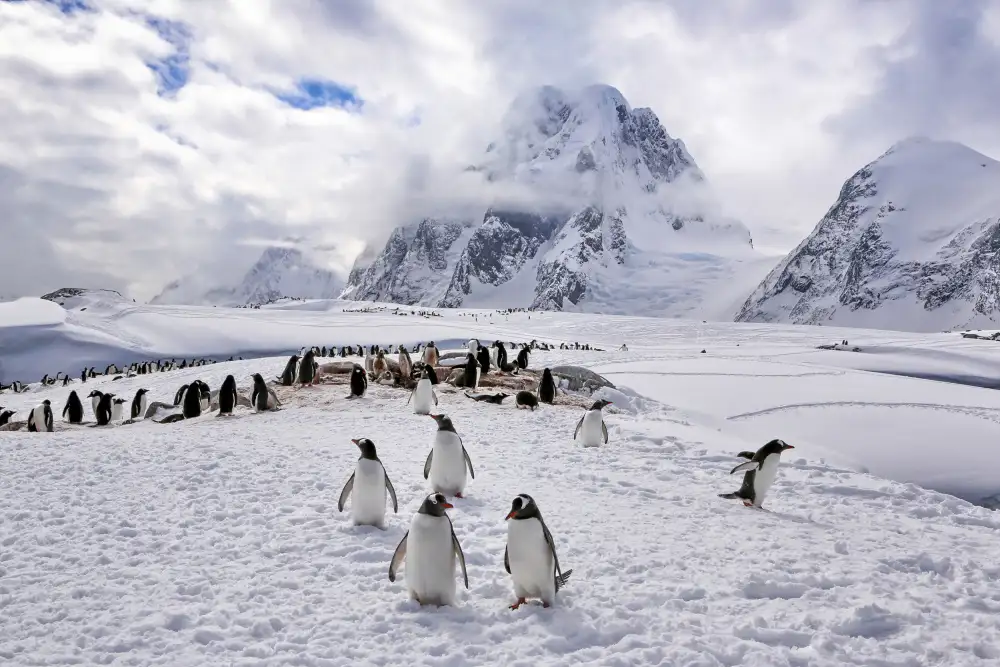 Liu, Ren Raymond: L'habitat naturale dei pinguini in Antartide
