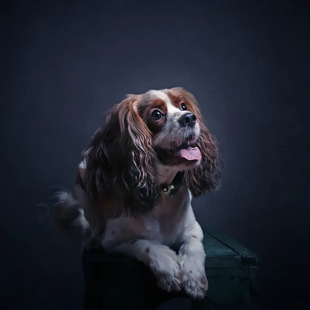 Hasheminasab, Moein: señor charlie