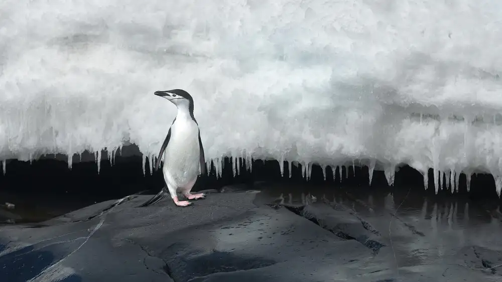 Raga, Gil Joan: Zügelpinguin