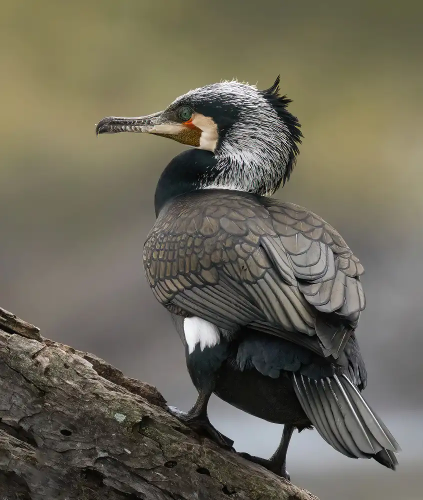 Wilson, Guy: Cormorant