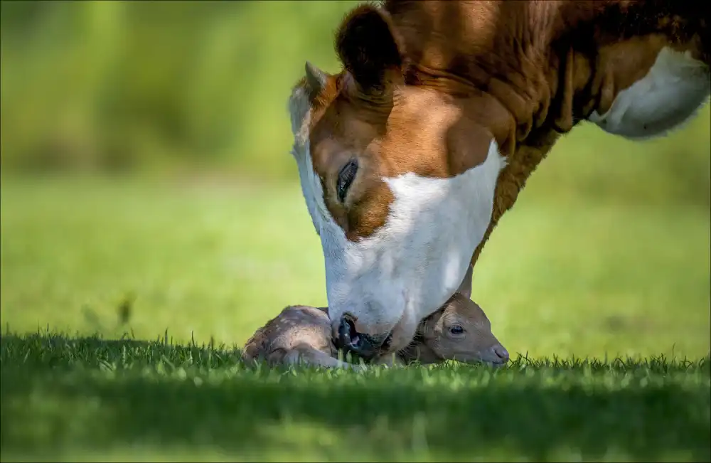 Coenders, Chris: cow deer love