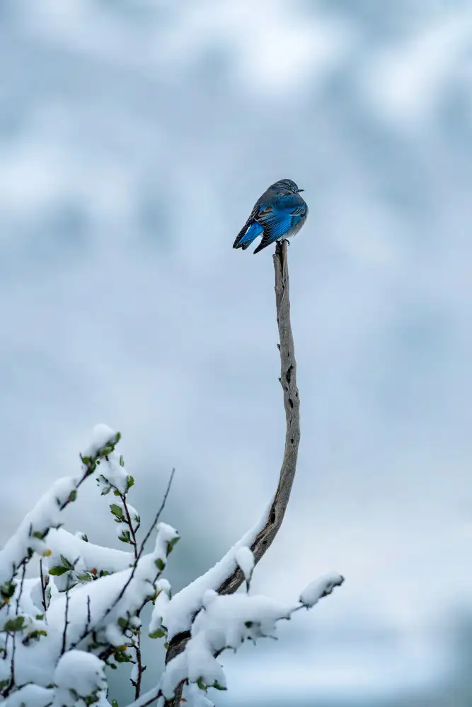 Xu, Mei: Vogel im Schneetag