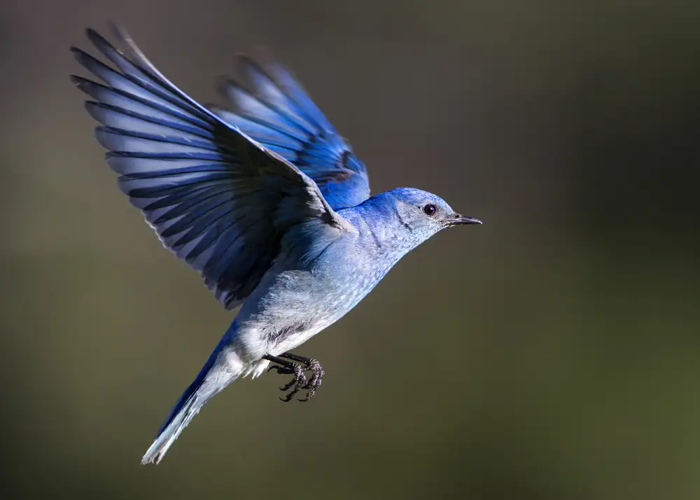 Verdon: Bergblauer Vogel